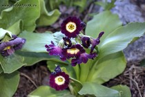 Примула Ушковая 1-21 (Primula Auricula)