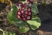Примула Ушковая 1-22 (Primula Auricula)