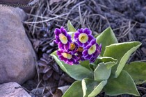 Примула Ушковая 1-3 (Primula Auricula)