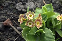 Примула Ушковая 1-4 (Primula Auricula)