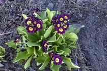 Примула Ушковая 1-5 (Primula Auricula)