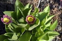 Примула Ушковая 1-6 (Primula Auricula)