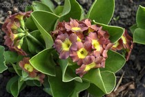 Примула Ушковая 1-7 (Primula Auricula)