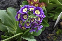 Примула Ушковая 1-8 (Primula Auricula)