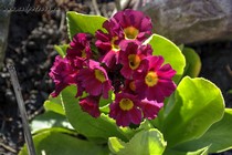 Примула Ушковая 1-9 (Primula Auricula)