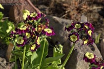 Примула Ушковая 2-1 (Primula Auricula)