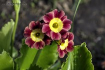 Примула Ушковая 2-10 (Primula Auricula)