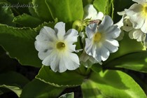 Примула Ушковая 2-11 (Primula Auricula)