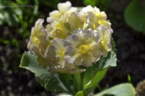 Примула Ушковая 2-12 (Primula Auricula)