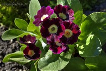 Примула Ушковая 2-13 (Primula Auricula)