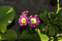 Примула Ушковая 2-14 (Primula Auricula)