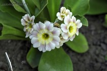 Примула Ушковая 2-15 (Primula Auricula)