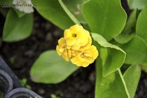 Примула Ушковая 2-16 (Primula Auricula)