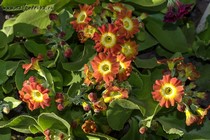 Примула Ушковая 2-17 (Primula Auricula)