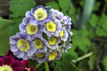 Примула Ушковая 2-18 (Primula Auricula)