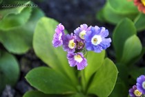 Примула Ушковая 2-19 (Primula Auricula)