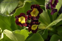 Примула Ушковая 2-2 (Primula Auricula)