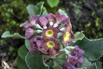 Примула Ушковая 2-20 (Primula Auricula)