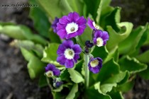 Примула Ушковая 2-21 (Primula Auricula)
