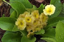 Примула Ушковая 2-22 (Primula Auricula)