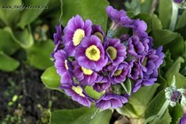 Примула Ушковая 2-23 (Primula Auricula)