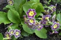 Примула Ушковая 2-24 (Primula Auricula)