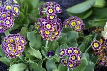 Примула Ушковая 2-25 (Primula Auricula)