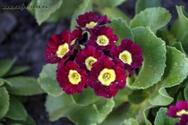 Примула Ушковая 2-26 (Primula Auricula)