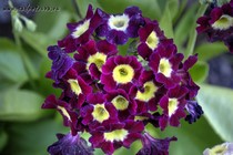 Примула Ушковая 2-27 (Primula Auricula)