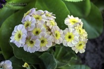 Примула Ушковая 2-28 (Primula Auricula)