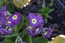 Примула Ушковая 2-29 (Primula Auricula)
