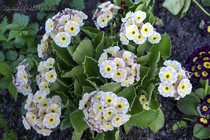 Примула Ушковая 2-3 (Primula Auricula)