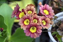 Примула Ушковая 2-30 (Primula Auricula)