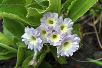 Примула Ушковая 2-31 (Primula Auricula)
