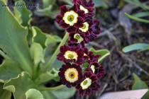 Примула Ушковая 2-32 (Primula Auricula)