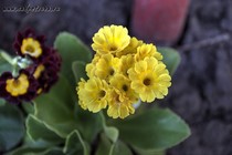 Примула Ушковая 2-33 (Primula Auricula)