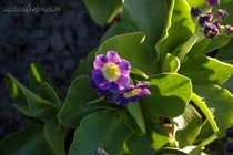 Примула Ушковая 2-34 (Primula Auricula)