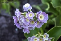 Примула Ушковая 2-35 (Primula Auricula)