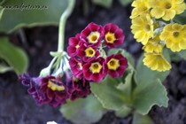 Примула Ушковая 2-36 (Primula Auricula)