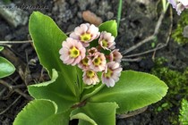 Примула Ушковая 2-37 (Primula Auricula)