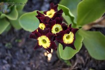 Примула Ушковая 2-38 (Primula Auricula)