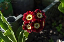 Примула Ушковая 2-39 (Primula Auricula)