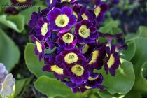 Примула Ушковая 2-4 (Primula Auricula)