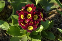 Примула Ушковая 2-40 (Primula Auricula)