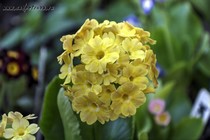 Примула Ушковая 2-41 (Primula Auricula)