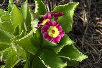 Примула Ушковая 2-42 (Primula Auricula)