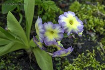 Примула Ушковая 2-43 (Primula Auricula)