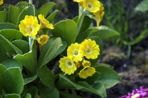 Примула Ушковая 2-44 (Primula Auricula)
