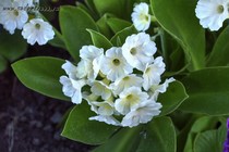 Примула Ушковая 2-45 (Primula Auricula)