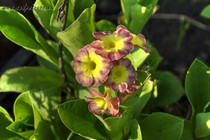 Примула Ушковая 2-46 (Primula Auricula)